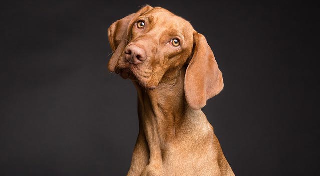 江门购犬指南：新手买狗避坑全攻略
