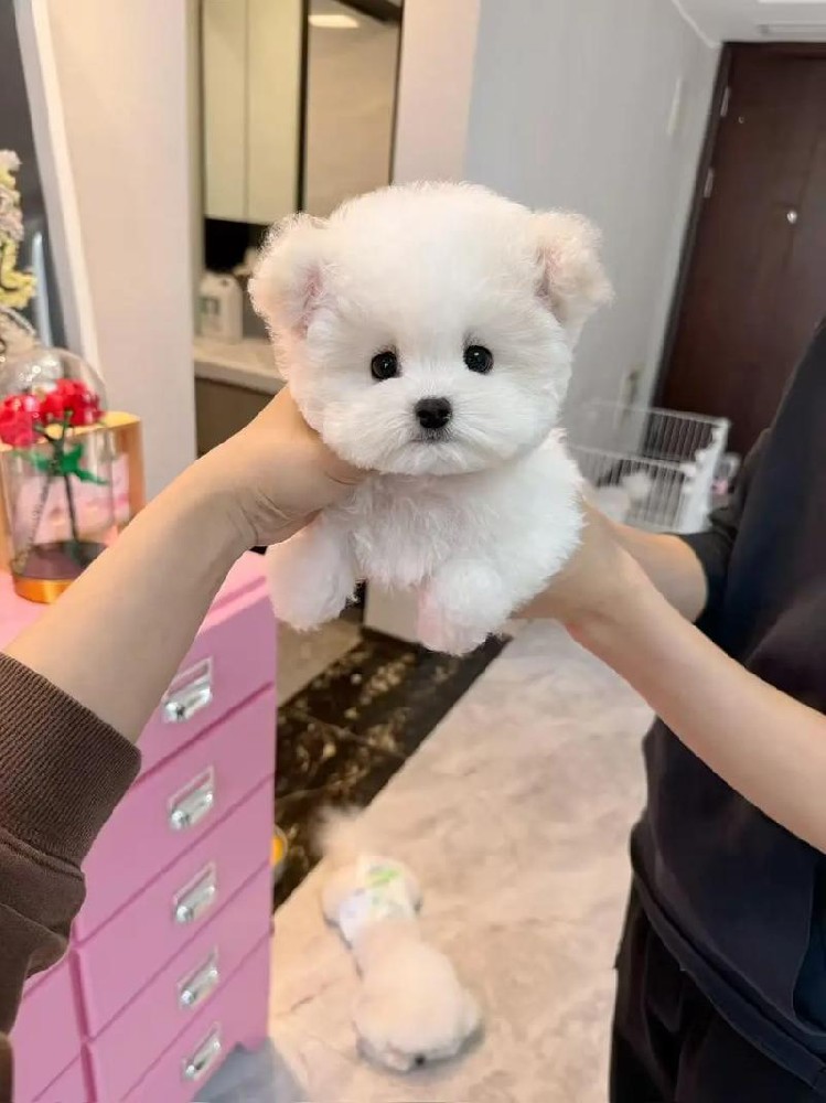 比熊犬出售 | 纯种小体比熊幼犬 健康保障可上门看狗