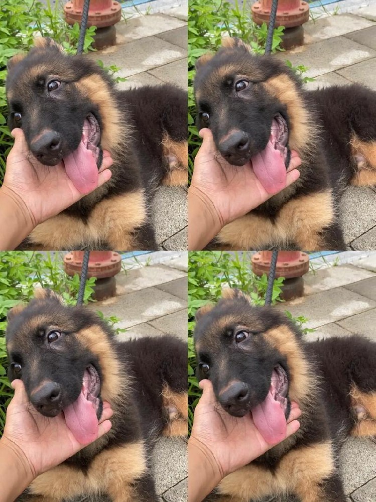 大雄犬舍｜江门血统德牧出售 纯种带血统德国牧羊犬 可上门挑选