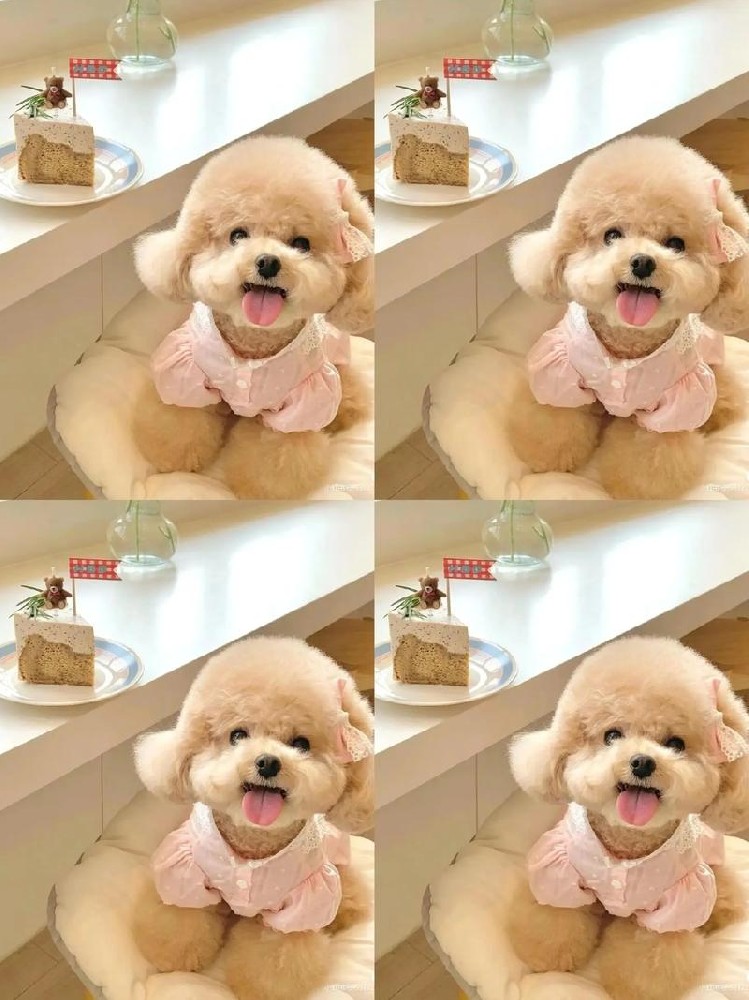 大雄犬舍｜江门泰迪出售 纯种泰迪幼犬 多色可选 健康保障可上门