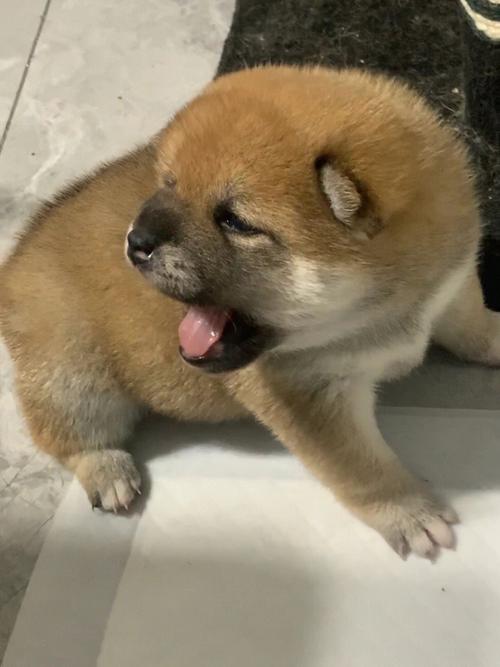 大雄犬舍｜江门柴犬出售 纯种日系柴犬幼犬 赤柴 / 黑柴 / 白柴可选
