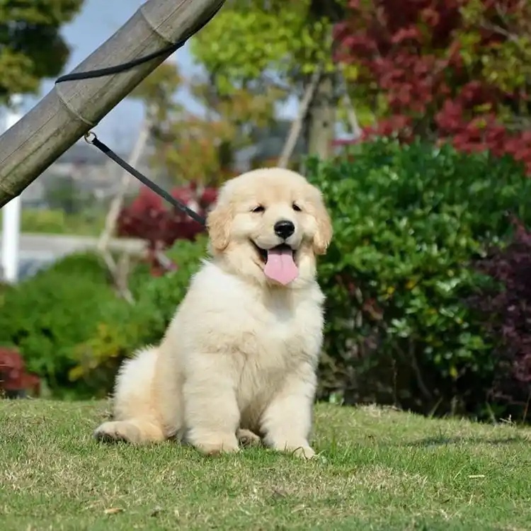 大雄犬舍｜江门赛级金毛出售 双血统冠军后代 纯种金毛幼犬可查血统