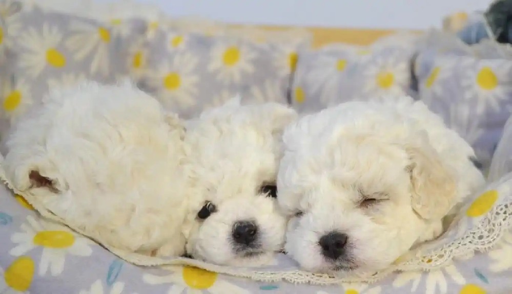 买比熊犬要注意什么？新手简洁纯科普攻略
