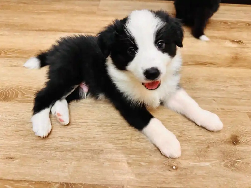 怎么挑选边牧幼犬？新手简洁纯科普攻略